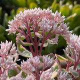 Iarba grasa Sedum La Vie and Rose, Planta Suculenta Perena cu Flori Roz si Frunzis Decorativ