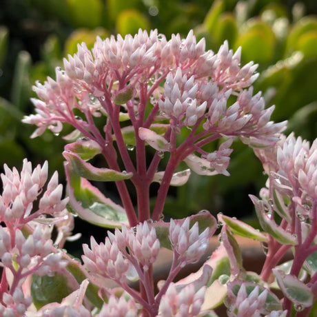 Iarba grasa Sedum La Vie and Rose, Planta Suculenta Perena cu Flori Roz si Frunzis Decorativ