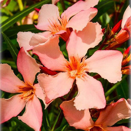 Leandru Nerium Tufa, cu Flori roz somon - VERDENA-60 cm inaltime, livrat in ghiveci de 6.5 l