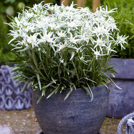 Floarea-de-colt (Leontopodium alpinum), cu flori albe, perena rezistenta decorativa pentru stanca