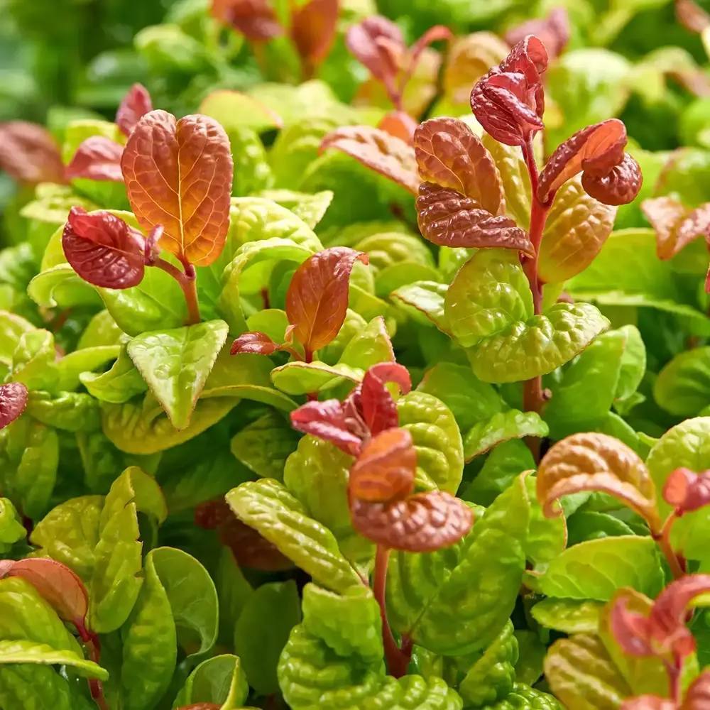 Leucothoe Curly Gold, arbust vesnic verde cu frunzis auriu ondulat si colorit spectaculos
