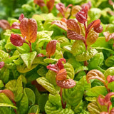 Leucothoe Curly Gold, arbust vesnic verde cu frunzis auriu ondulat si colorit spectaculos