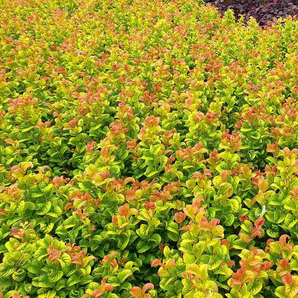 Leucothoe Curly Gold, arbust vesnic verde cu frunzis auriu ondulat si colorit spectaculos