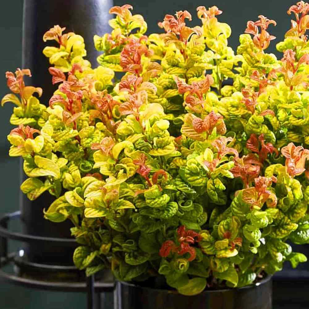 Leucothoe Curly Gold, arbust vesnic verde cu frunzis auriu ondulat si colorit spectaculos