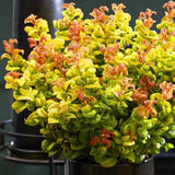 Leucothoe Curly Gold, arbust vesnic verde cu frunzis auriu ondulat si colorit spectaculos
