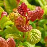 Leucothoe Curly Gold, arbust vesnic verde cu frunzis auriu ondulat si colorit spectaculos