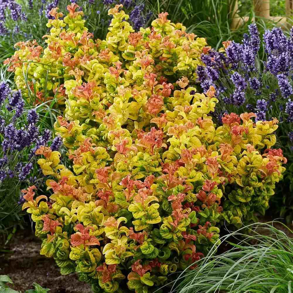 Leucothoe Curly Gold, arbust vesnic verde cu frunzis auriu ondulat si colorit spectaculos