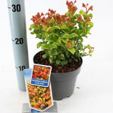 Leucothoe Curly Gold, arbust vesnic verde cu frunzis auriu ondulat si colorit spectaculos