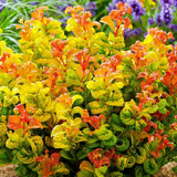 Leucothoe Curly Gold, arbust vesnic verde cu frunzis auriu ondulat si colorit spectaculos