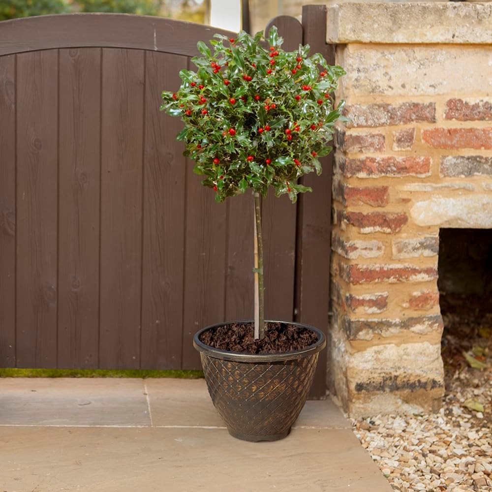 Ilex Blue Maid Copacel, vesnic verde, cu fructe rosii, frunze albastre-verzui