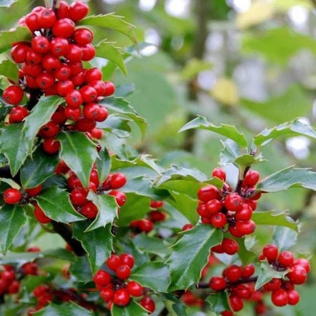 Ilex Blue Maid Copacel, frunzis verde-inchis, vesnic verde, fructe rosii decorative, decor iarna