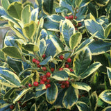 Laur Japonez (Ilex) Golden King Tip Copacel,  Vesnic Verde, Rezistent La Inghet