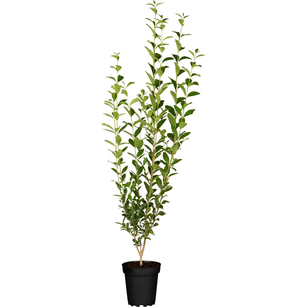 Lemn Cainesc comun cu frunza mica (Ligustrum Atrovirens), gard viu dens, crestere rapida, vesnic verde