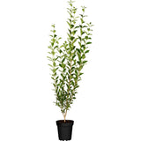 Lemn Cainesc comun cu frunza mica (Ligustrum Atrovirens), gard viu dens, crestere rapida, vesnic verde