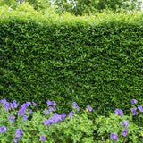 Lemn Cainesc comun cu frunza mica (Ligustrum Atrovirens), gard viu dens, crestere rapida, vesnic verde