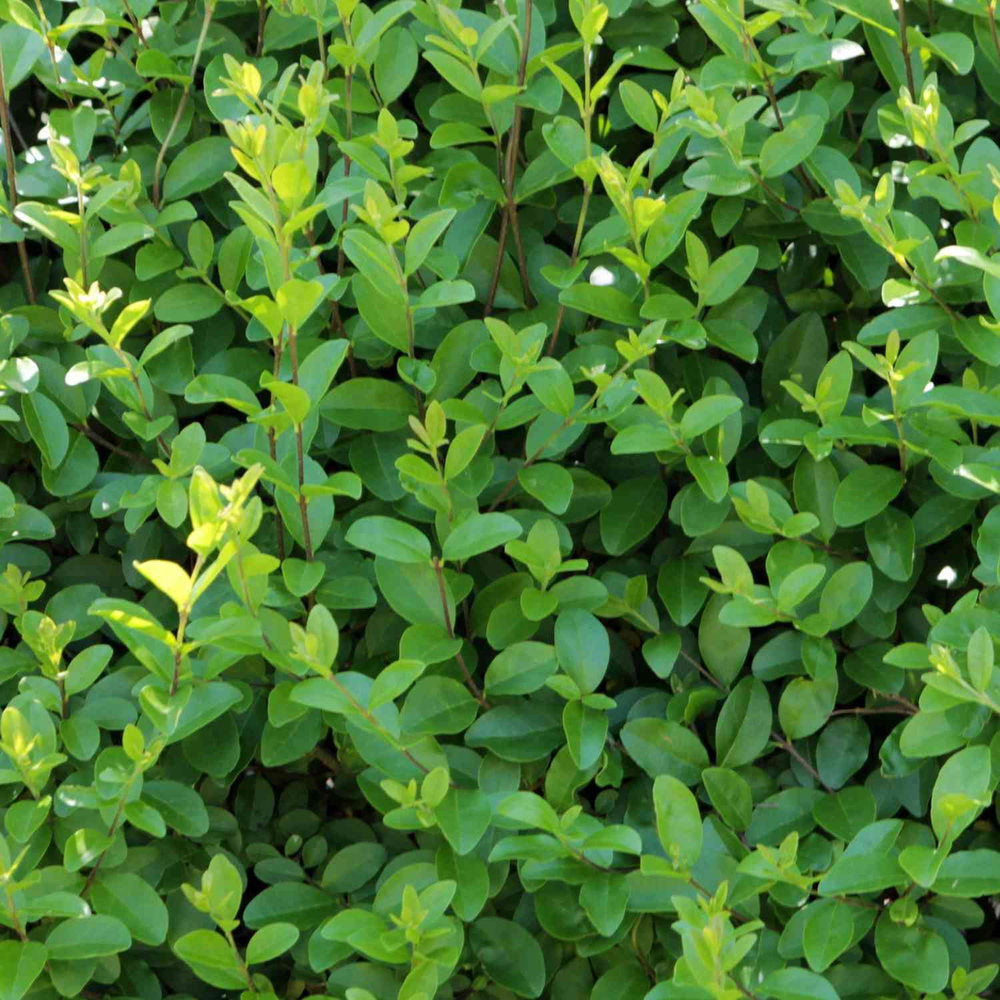 Lemn Cainesc comun cu frunza mica (Ligustrum Atrovirens), gard viu dens, crestere rapida, vesnic verde