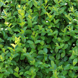 Lemn Cainesc comun cu frunza mica (Ligustrum Atrovirens), gard viu dens, crestere rapida, vesnic verde