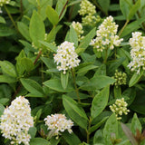 Lemn Cainesc comun cu frunza mica (Ligustrum Atrovirens), gard viu dens, crestere rapida, vesnic verde