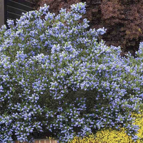 Black Friday - Reduceri Liliac albastru californian vesnic verde (Ceanothus delieanus Gloire de Versailles) Promotie