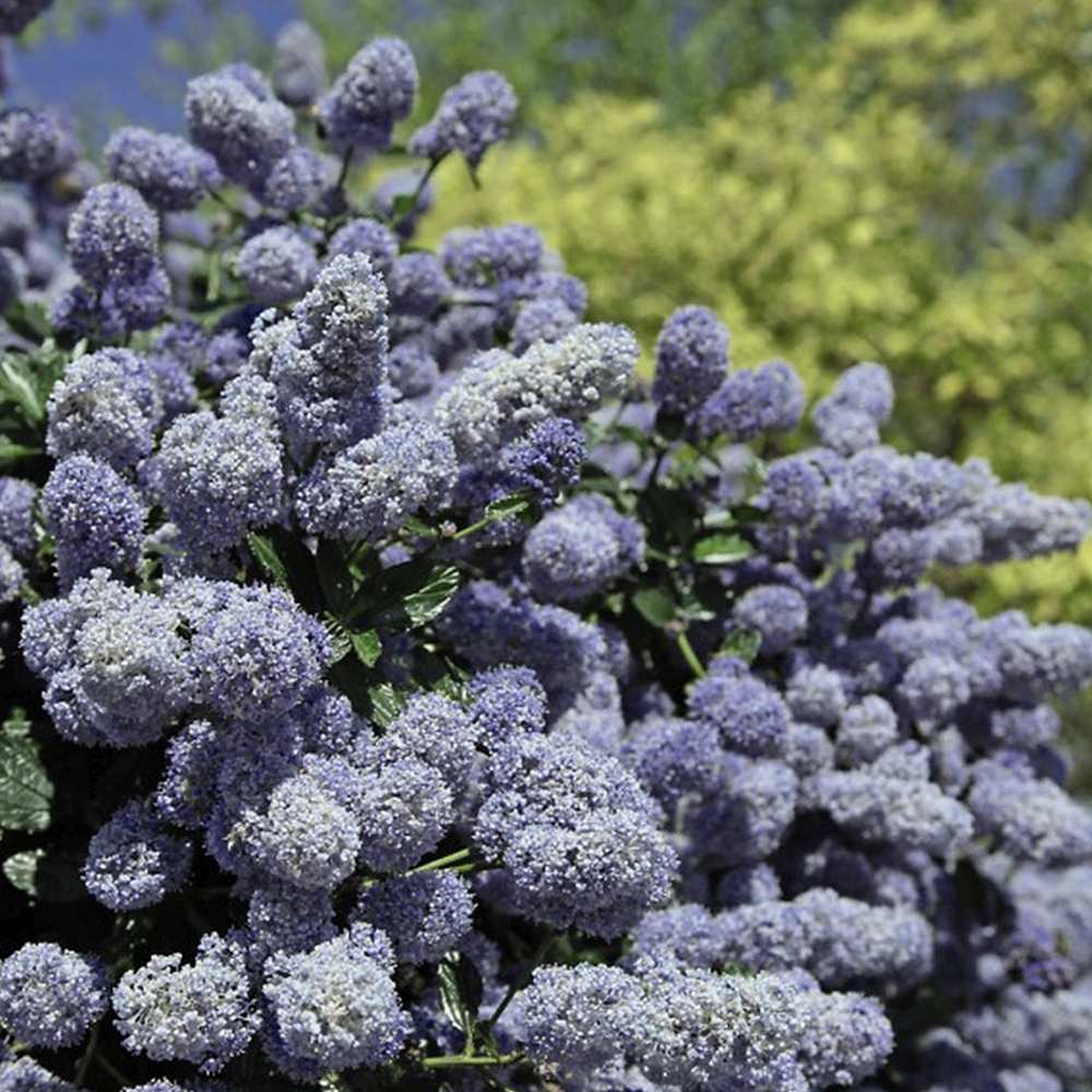 Liliac albastru californian vesnic verde (Ceanothus delieanus Gloire de Versailles) - VERDENA - 40 cm inaltime, ghiveci de 3 l