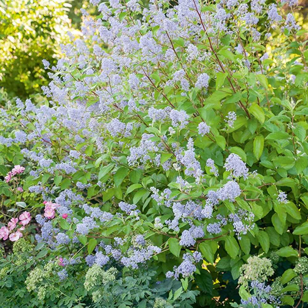 Liliac albastru californian vesnic verde (Ceanothus delieanus Gloire de Versailles) - VERDENA - 40 cm inaltime, ghiveci de 3 l