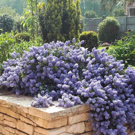 Black Friday - Reduceri Liliac albastru californian vesnic verde (Ceanothus Thyrsiflorus Repens) Promotie