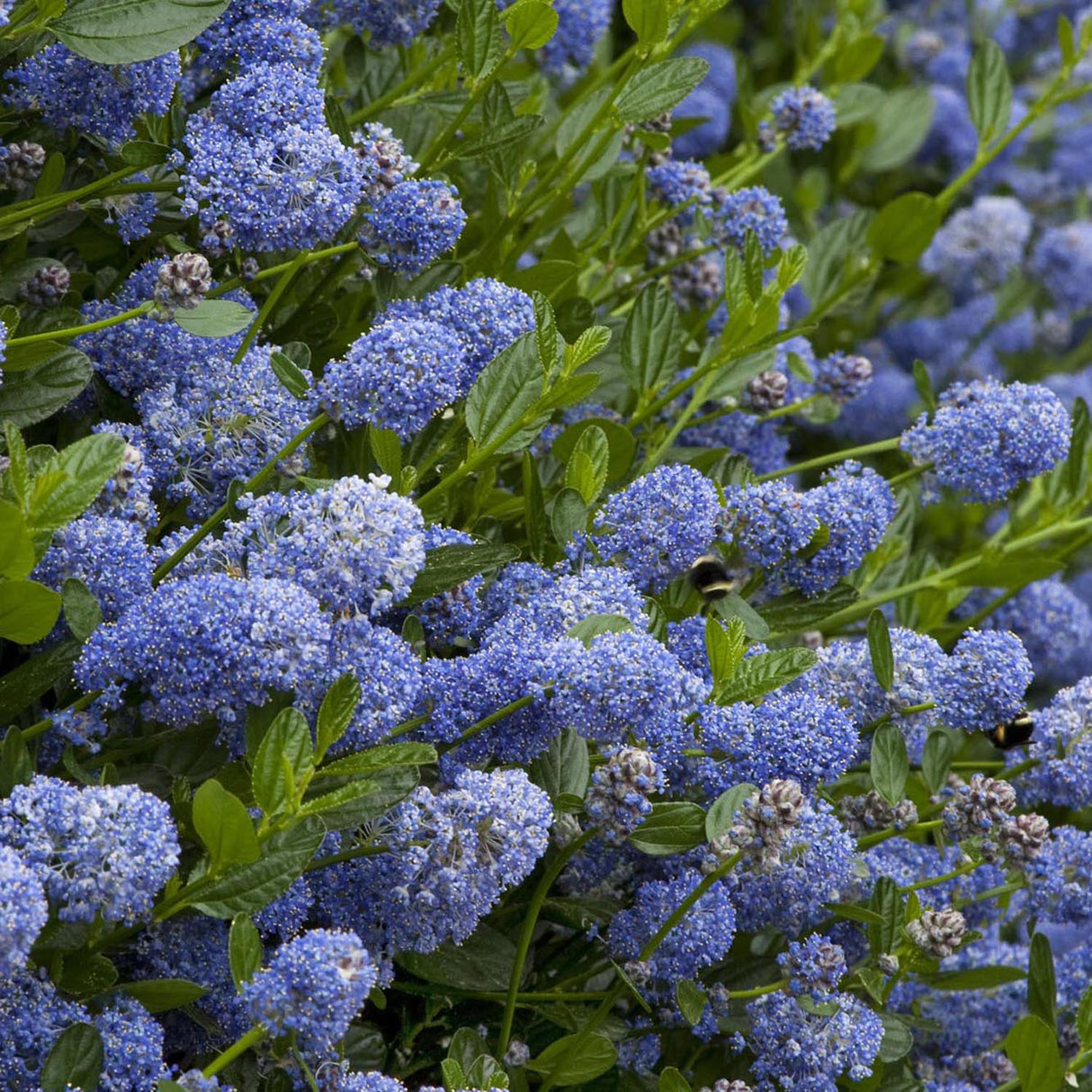 Liliac Californian Tip Copacel Victoria (Ceanothus), cu flori albastre spectaculoase, vesnic verde,, rezistent si decorativ