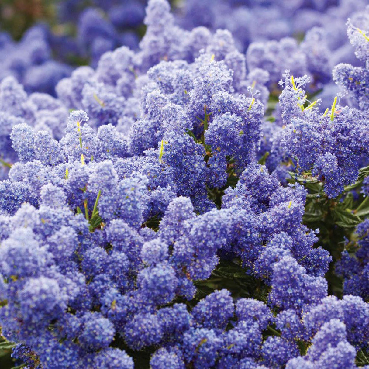 Liliac Californian Tip Copacel Victoria (Ceanothus), cu flori albastre spectaculoase, vesnic verde,, rezistent si decorativ