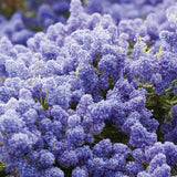 Liliac Californian Tip Copacel Victoria (Ceanothus), cu flori albastre spectaculoase, vesnic verde,, rezistent si decorativ