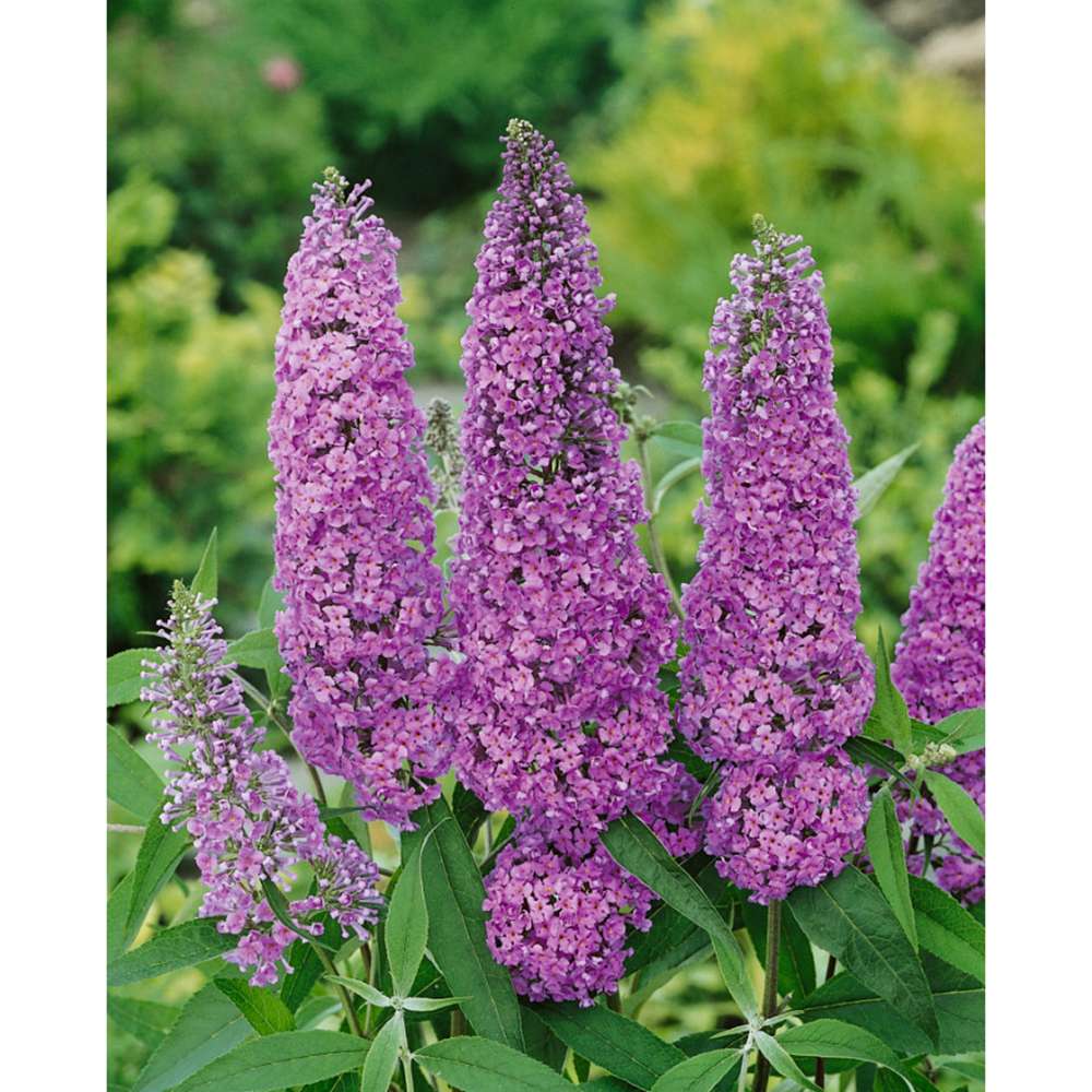 Liliac de vara Ile de France, cu flori mov si parfumate - VERDENA - ghiveci de 7.5 l