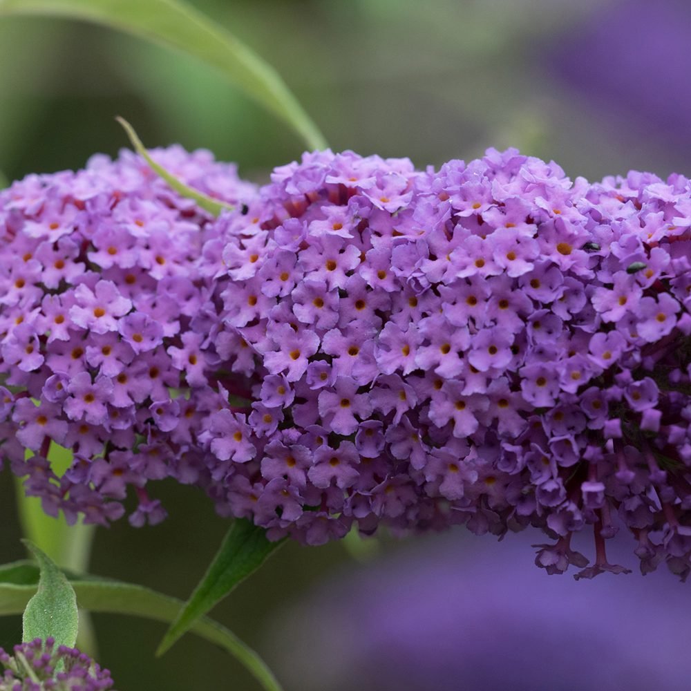 Liliac de vara Ile de France, cu flori mov si parfumate - VERDENA - ghiveci de 7.5 l