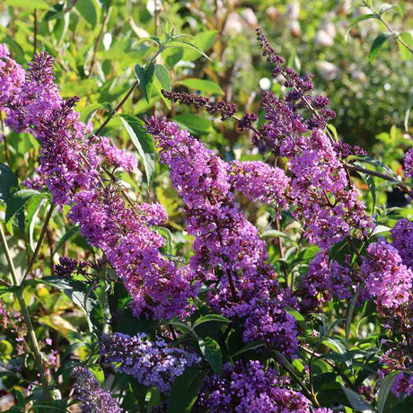 Liliac de vara Ile de France, cu flori mov si parfumate - VERDENA - ghiveci de 7.5 l