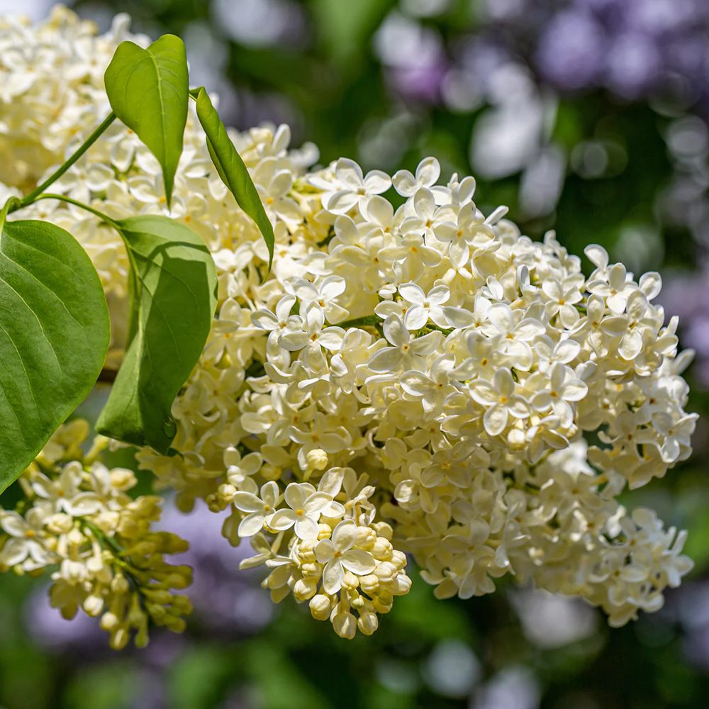 Liliac Primrose (Syringa), cu flori galben - creme - VERDENA - 30 - 40 cm inaltime, ghiveci de 2.5 l