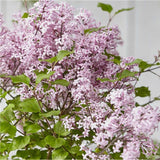 Liliac (Syringa) Copac Josee, cu Flori Roz - VERDENA - Tulpina 70 cm, ghiveci de 6.5 l