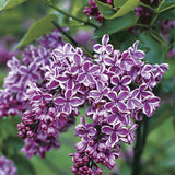 Liliac Nobil Bonsai (Syringa) Sensation, arbust cu flori duble mov cu margini albe, parfum puternic, vastra 10 ani