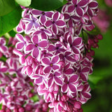 Liliac Nobil Bonsai (Syringa) Sensation, arbust cu flori duble mov cu margini albe, parfum puternic, vastra 10 ani