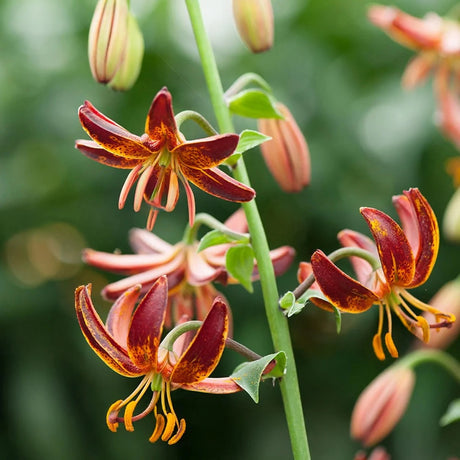 Crin Arabian Knight (Lilium), flori mahon-inchis cu galben-auriu, petale cu forma de turban
