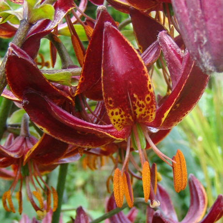 Crin Claudia Shride (Lilium), flori burgundiu cu pete aurii, petale cu forma de turban