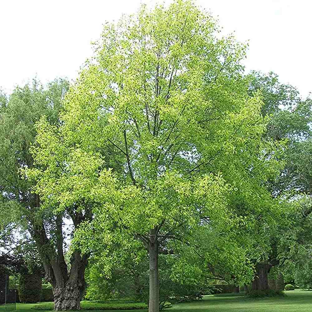 Arborele Lalea Aureomarginatum (Liriodendron Tulipifera), arbore cu lalele frunze pestrite, margini galbene, decorativ gradina