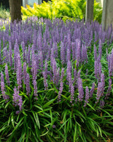 Iarba Maimutei Royal Purple (Liriope muscari), acoperire sol pentru umbra, flori mov toamna