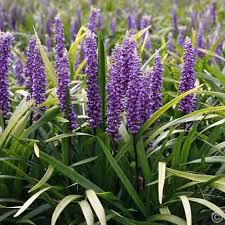 Iarba Maimutei Royal Purple (Liriope muscari), acoperire sol pentru umbra, flori mov toamna