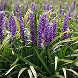 Iarba Maimutei Royal Purple (Liriope muscari), acoperire sol pentru umbra, flori mov toamna