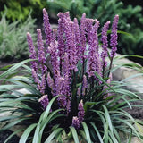 Iarba Maimutei Royal Purple (Liriope muscari), acoperire sol pentru umbra, flori mov toamna