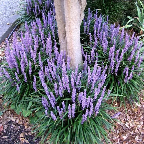 Iarba Maimutei Royal Purple (Liriope muscari), acoperire sol pentru umbra, flori mov toamna