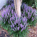 Iarba Maimutei Royal Purple (Liriope muscari), acoperire sol pentru umbra, flori mov toamna