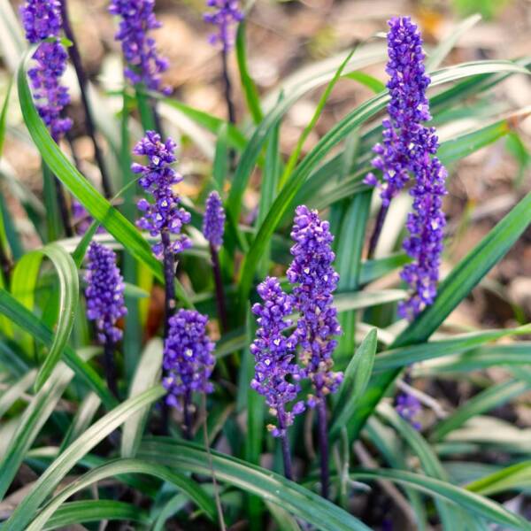 Iarba Maimutei Royal Purple (Liriope muscari), acoperire sol pentru umbra, flori mov toamna
