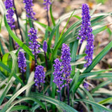 Iarba Maimutei Royal Purple (Liriope muscari), acoperire sol pentru umbra, flori mov toamna