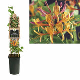 Mana Maicii Domnului/Caprifoi (Lonicera) American Beauty, cataratoare, parfumat, flori roz-violet, crestere rapida, rezistent la ger