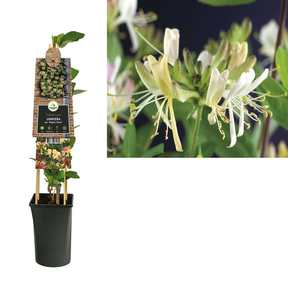 Mana Maicii Domnului/Caprifoi (Lonicera) Belgica, parfumat cu flori bicolore rosii-violet, cataratoare, crestere rapida