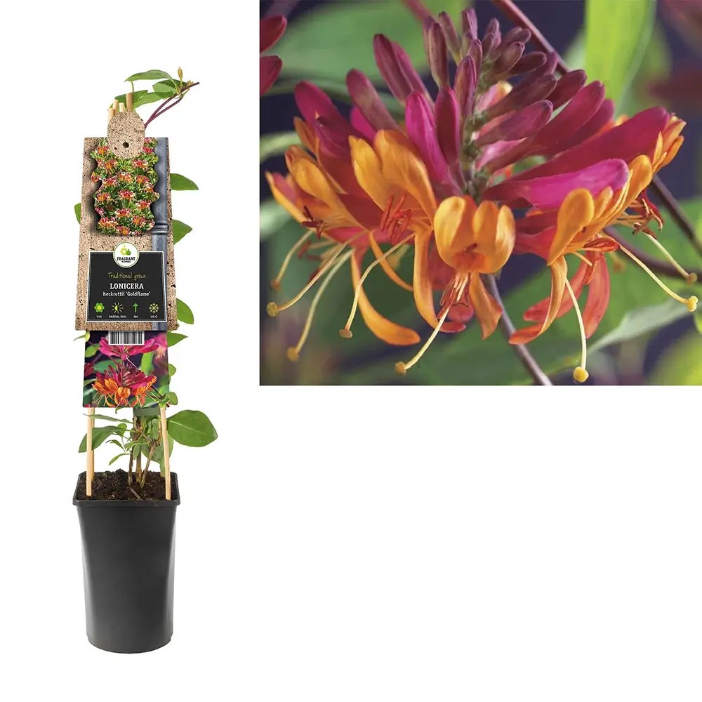 Mana Maicii Domnului/Caprifoi (Lonicera) Goldflame, planta cataratoare cu flori parfumate roz-galbene, crestere rapida